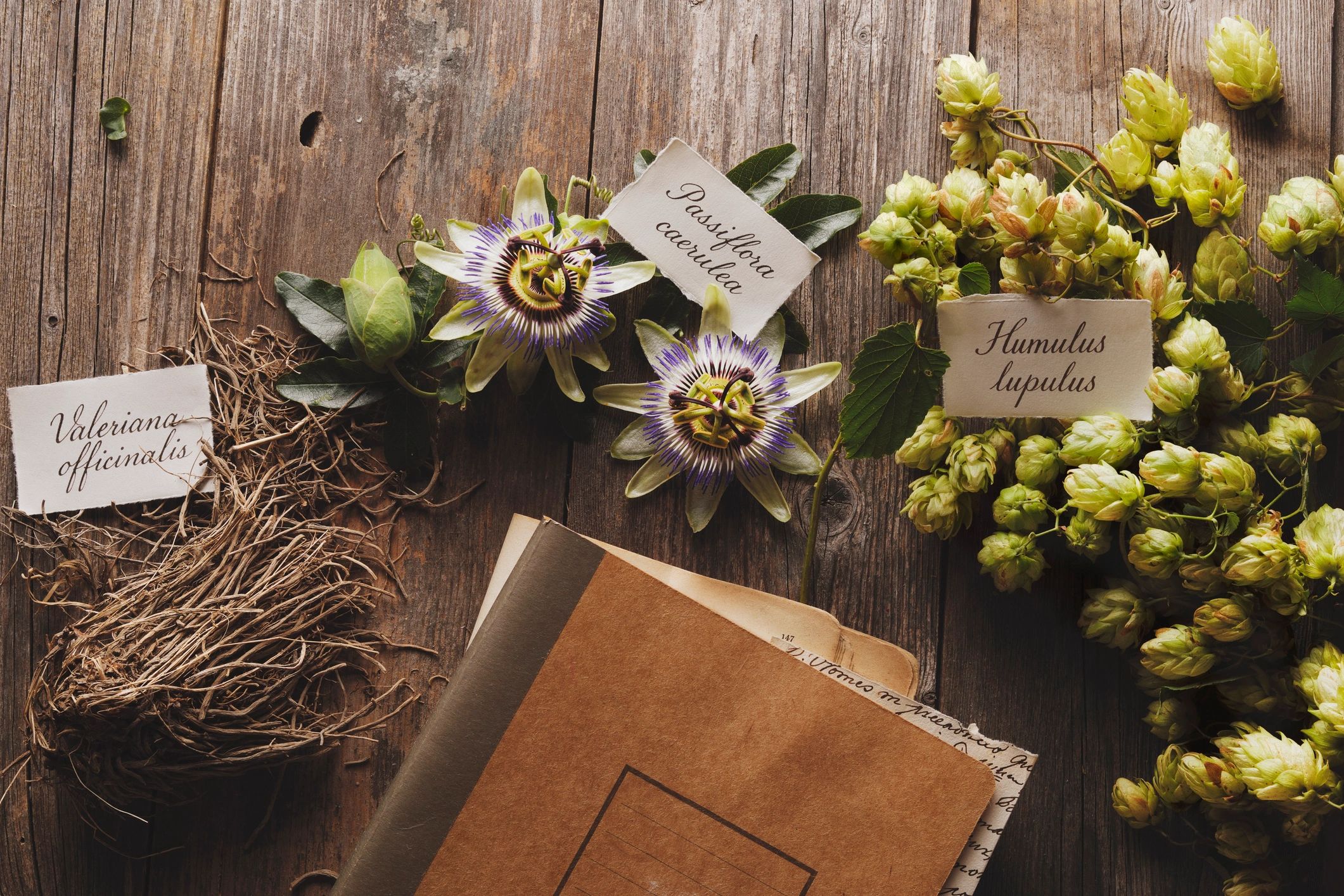 Valerian root, passionflower and hop cones on a rustic wooden table with a notebook